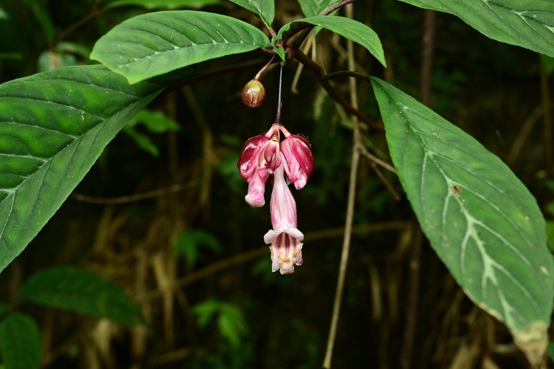 Anna rubidiflora photo 4