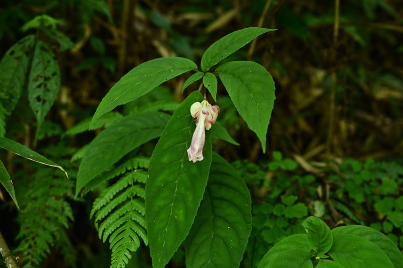 Anna rubidiflora photo 5