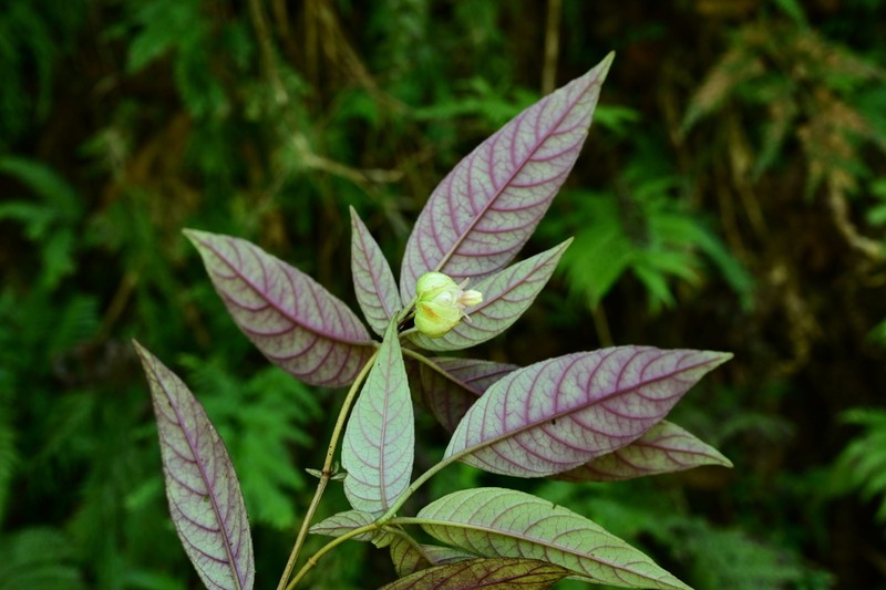 Anna rubidiflora photo 6