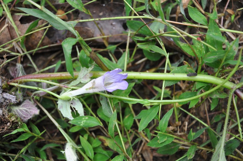 Anna submontana