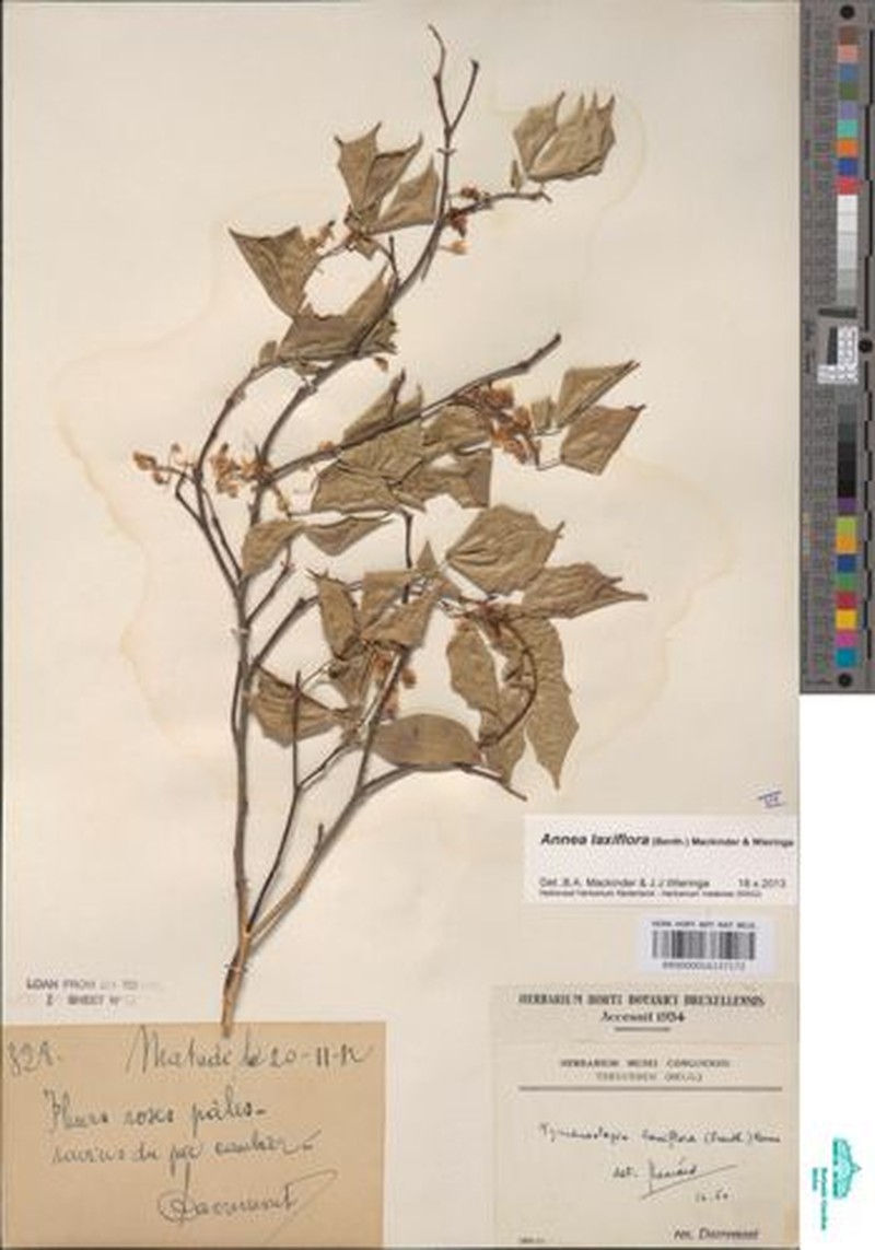 Annea laxiflora