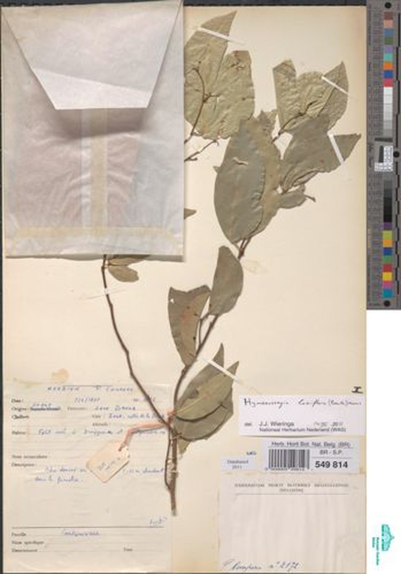 Annea laxiflora photo 2