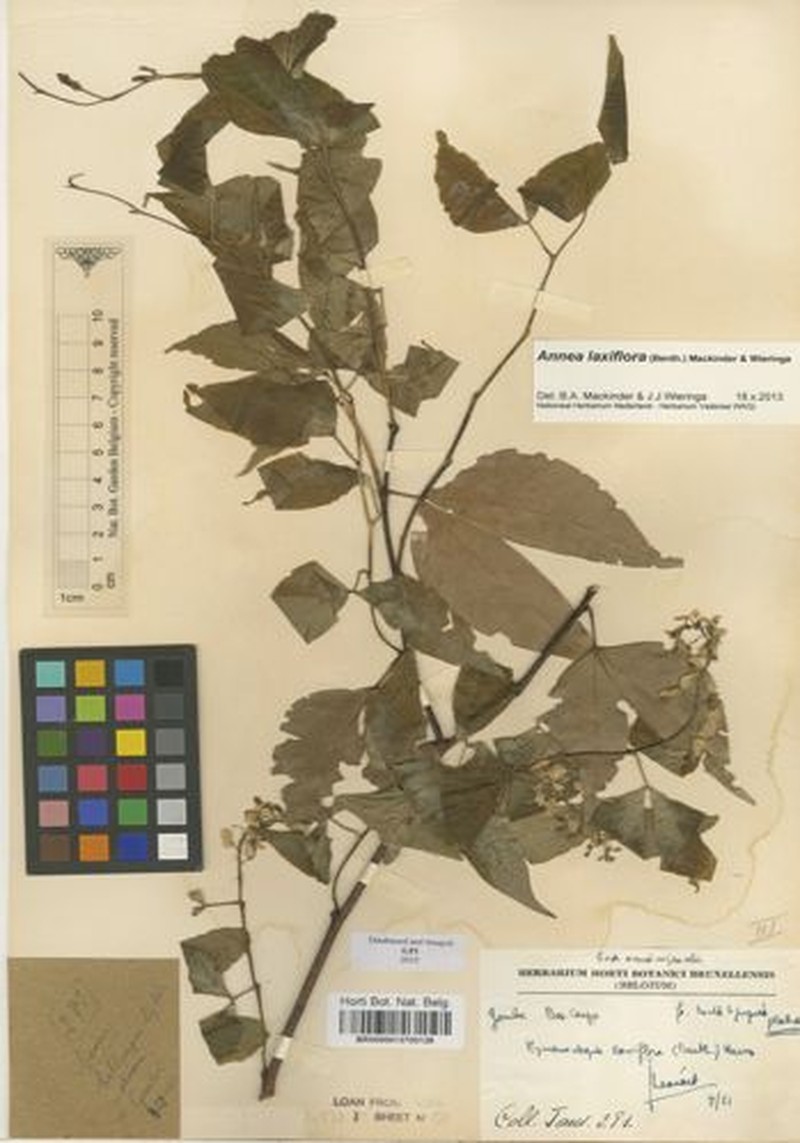 Annea laxiflora photo 3