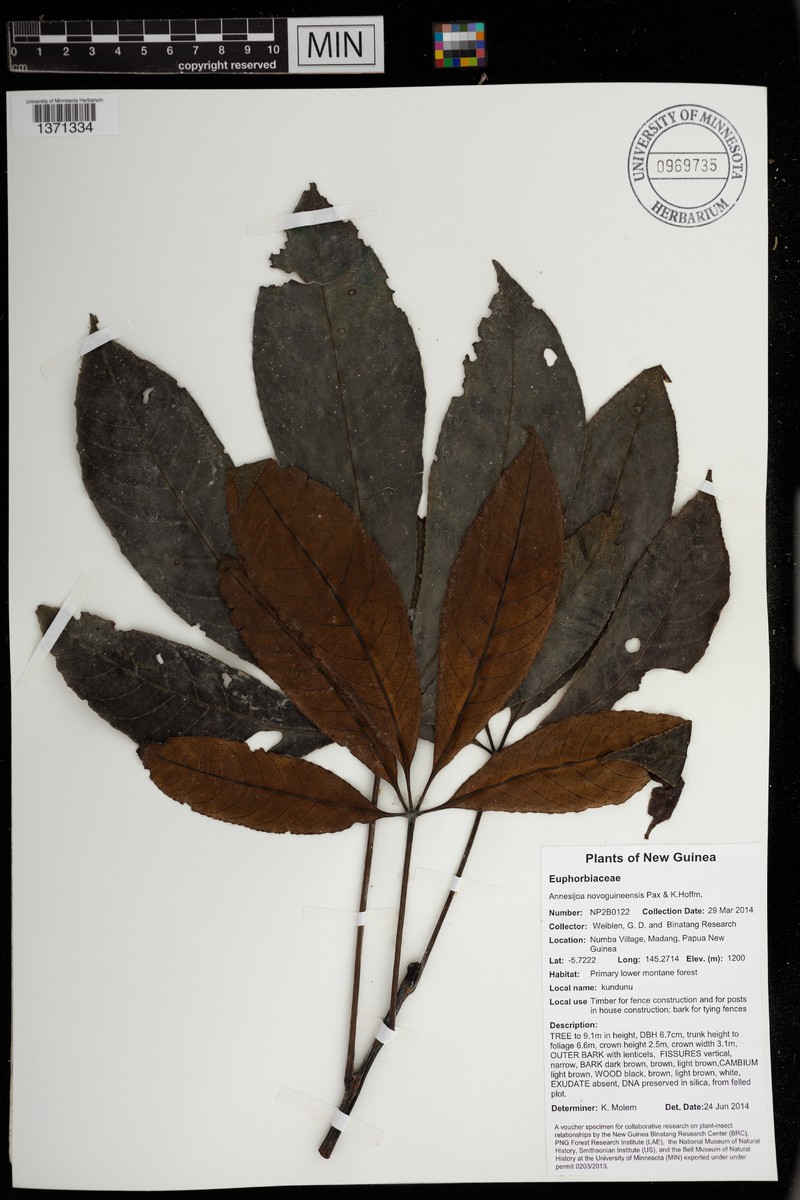 Annesijoa novoguineensis