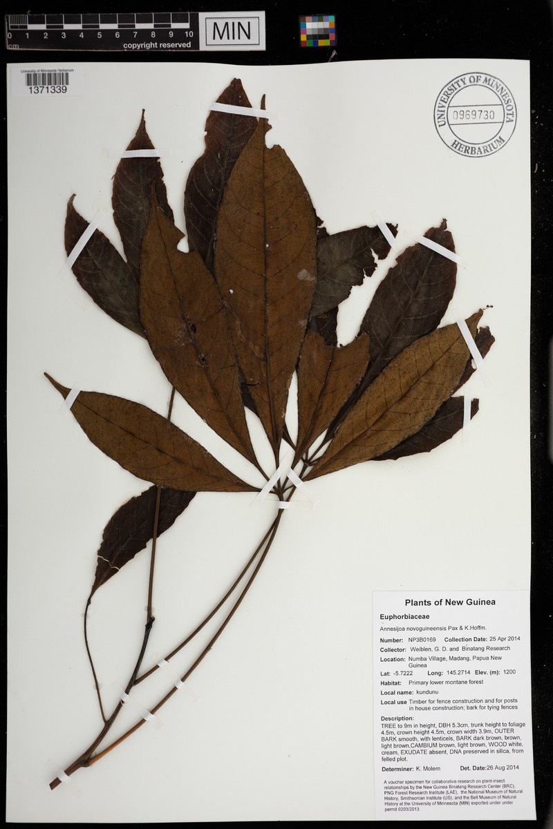 Annesijoa novoguineensis photo 2