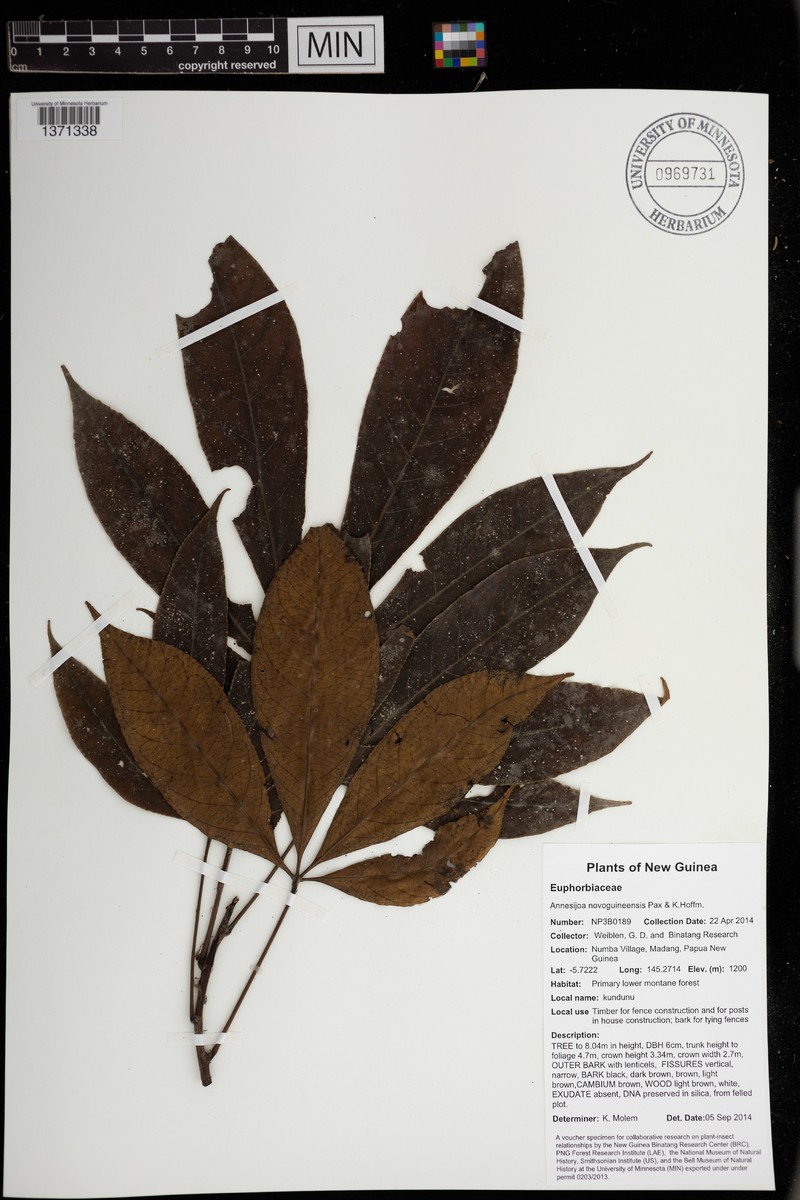 Annesijoa novoguineensis photo 3