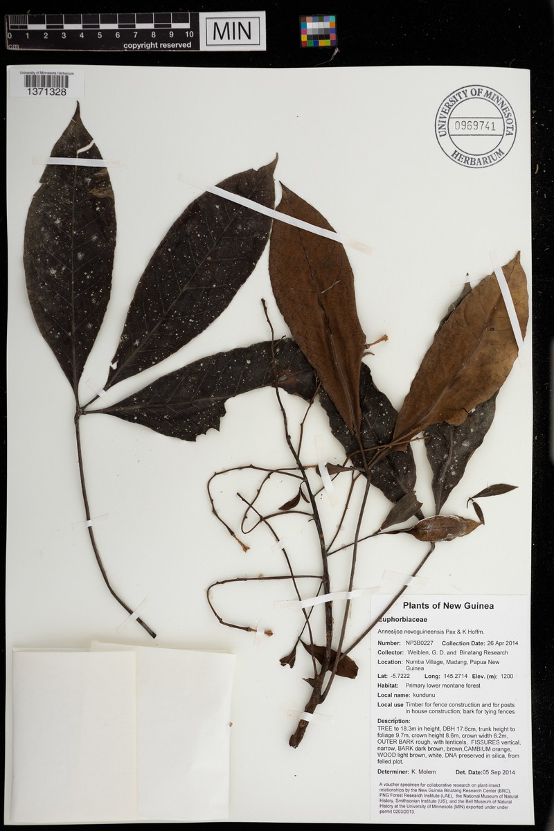 Annesijoa novoguineensis photo 4