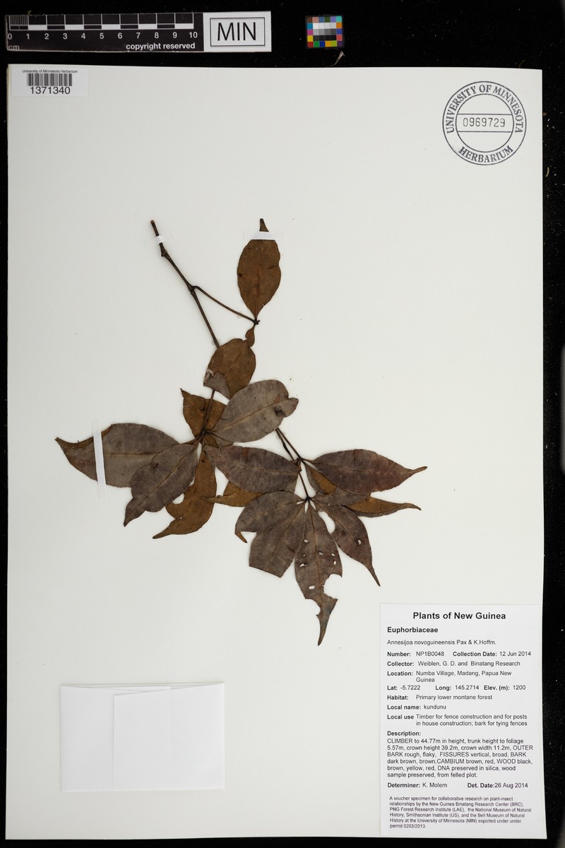 Annesijoa novoguineensis photo 5