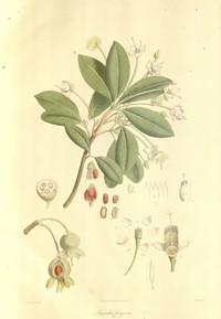 Anneslea fragrans
