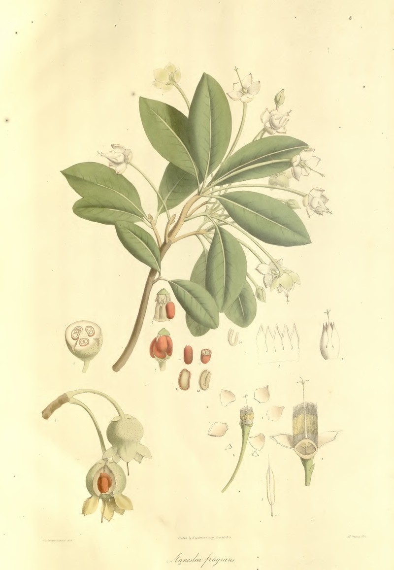 Anneslea fragrans