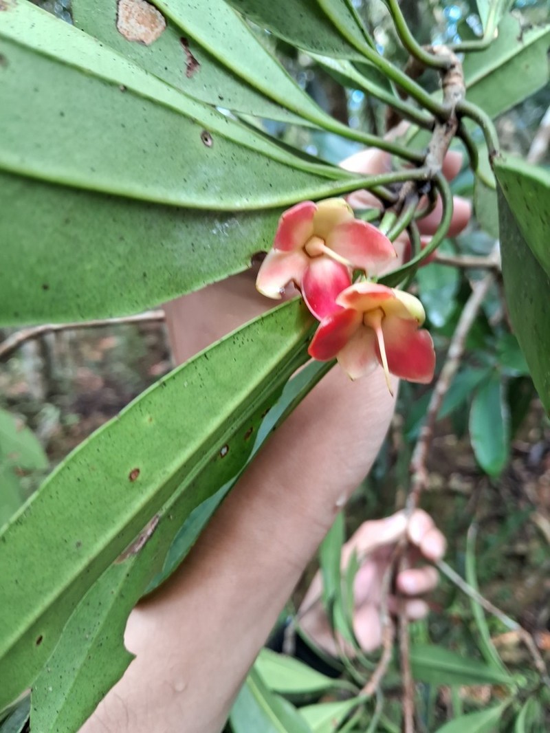 Anneslea fragrans photo 2