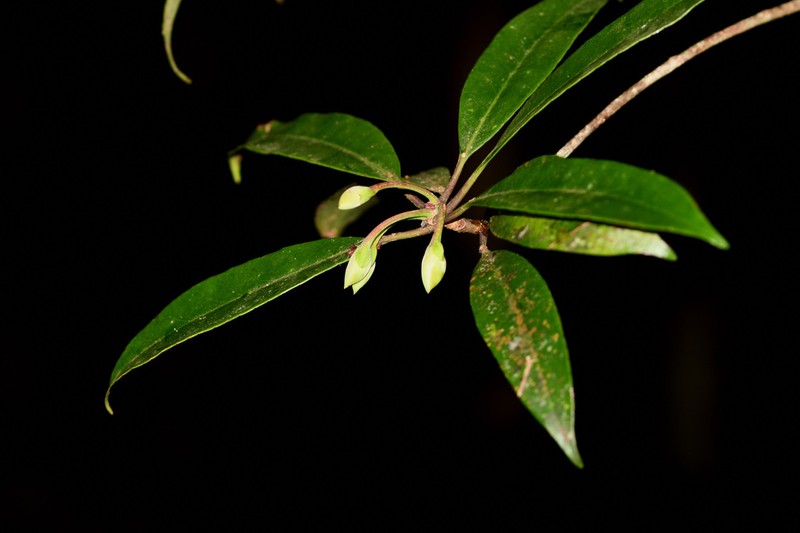 Anneslea fragrans photo 3