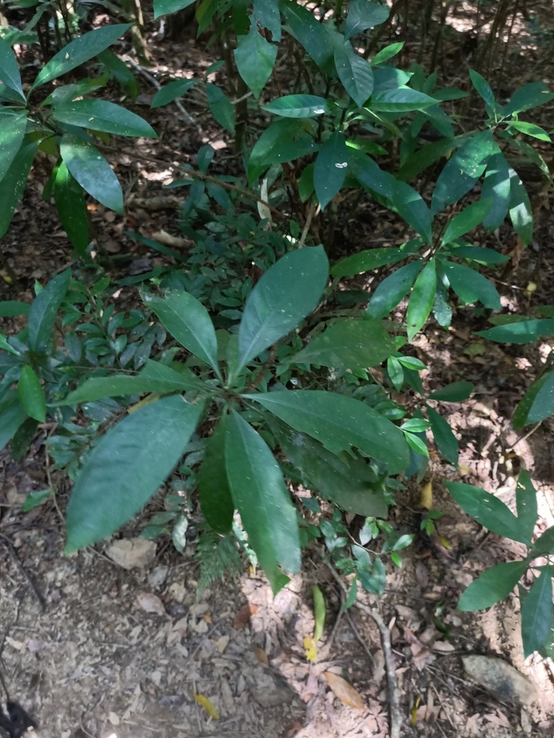 Anneslea fragrans photo 4