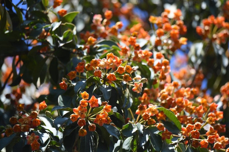 Anneslea fragrans photo 6