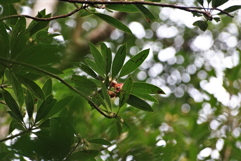 Anneslea fragrans photo 7