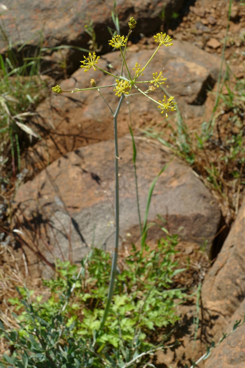 Annesorhiza altiscapa