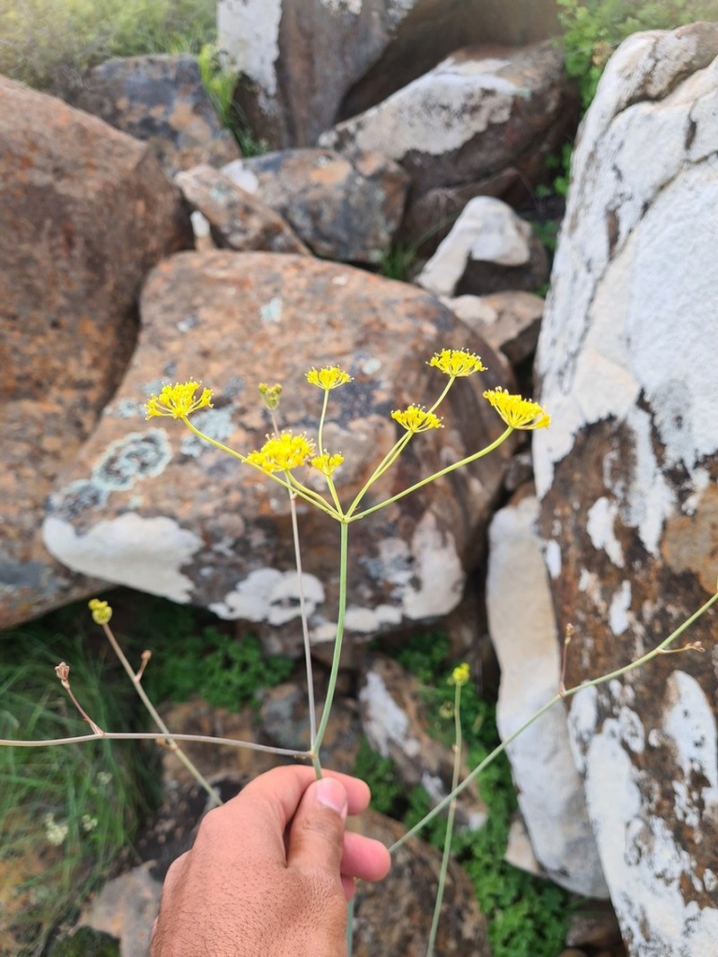 Annesorhiza altiscapa photo 2