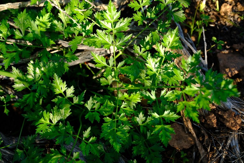 Annesorhiza altiscapa photo 3