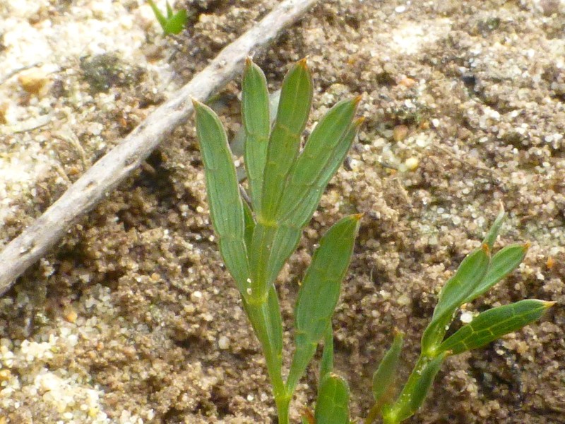 Annesorhiza articulata