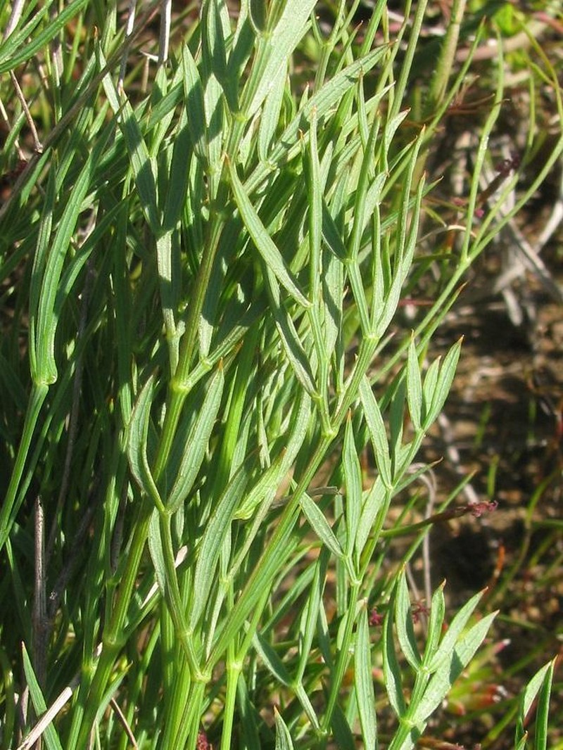 Annesorhiza articulata photo 2