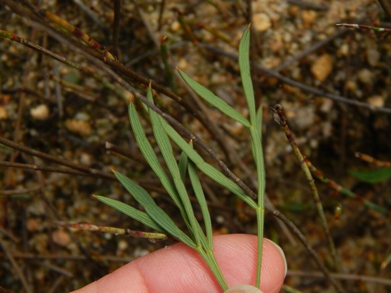 Annesorhiza articulata photo 3