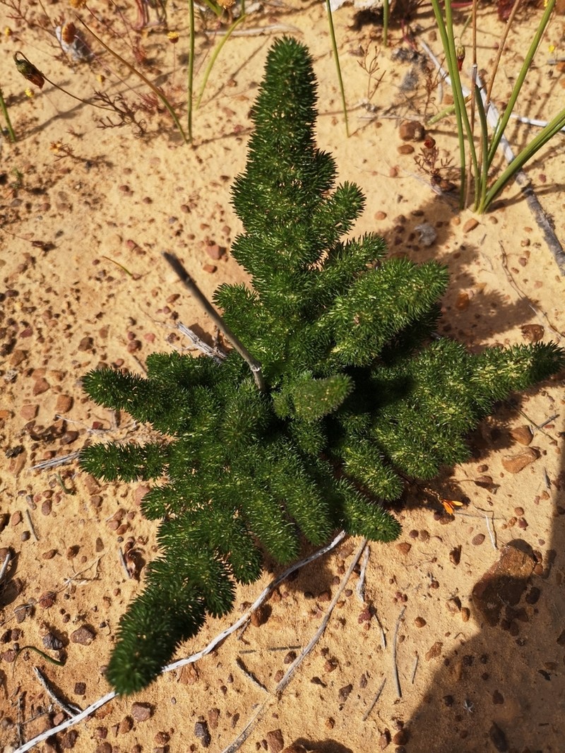 Annesorhiza asparagoides