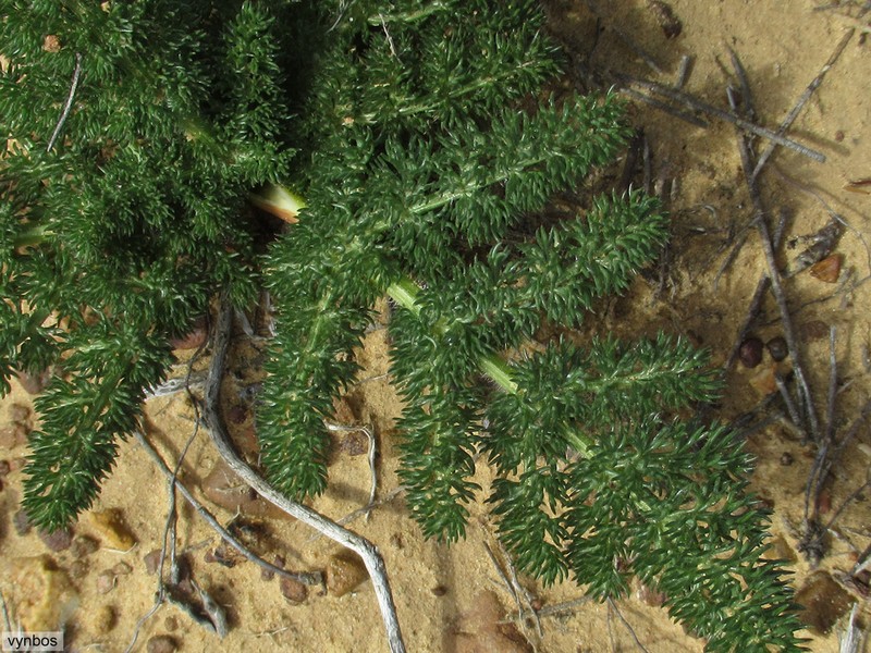 Annesorhiza asparagoides photo 2