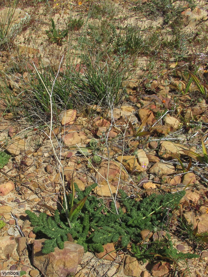 Annesorhiza asparagoides photo 3