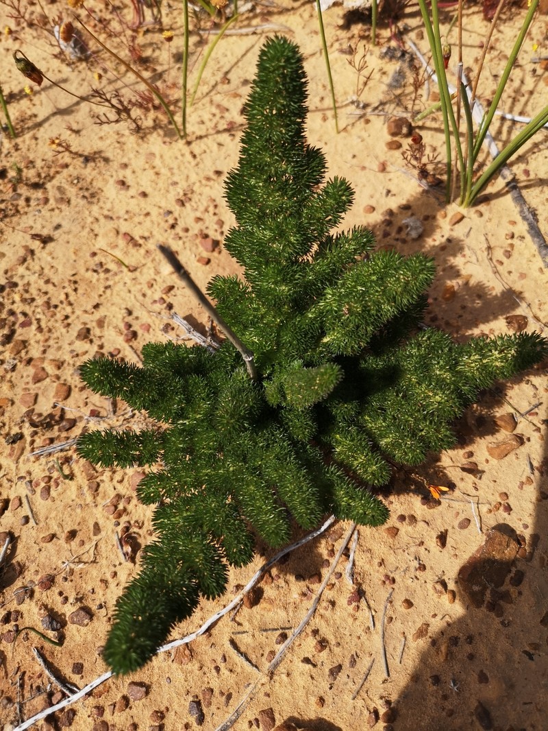 Annesorhiza asparagoides photo 6