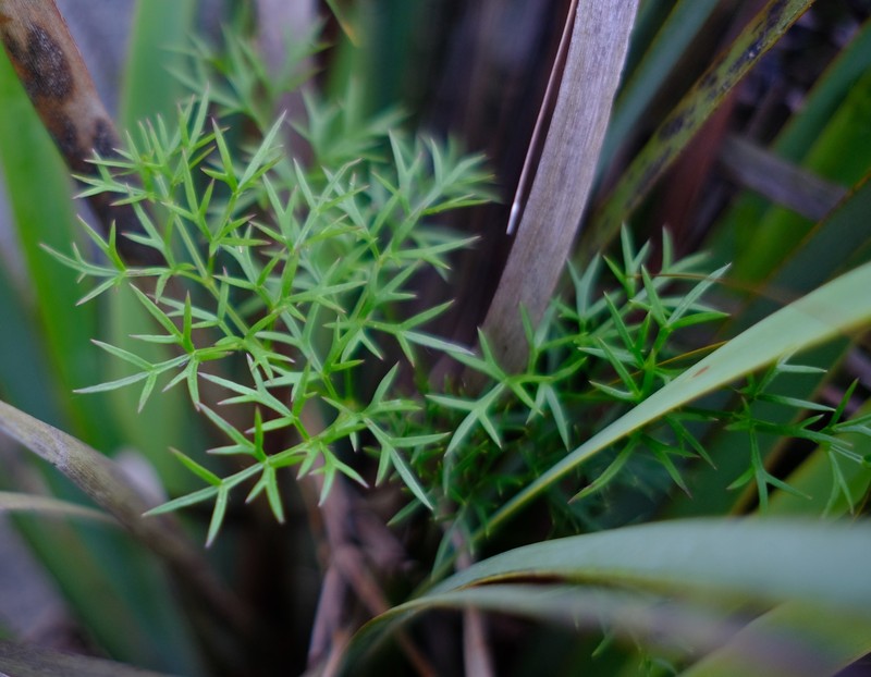 Annesorhiza burttii photo 2