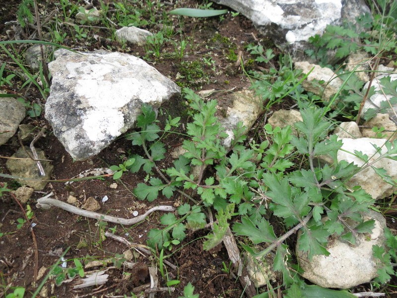 Annesorhiza calcicola photo 3