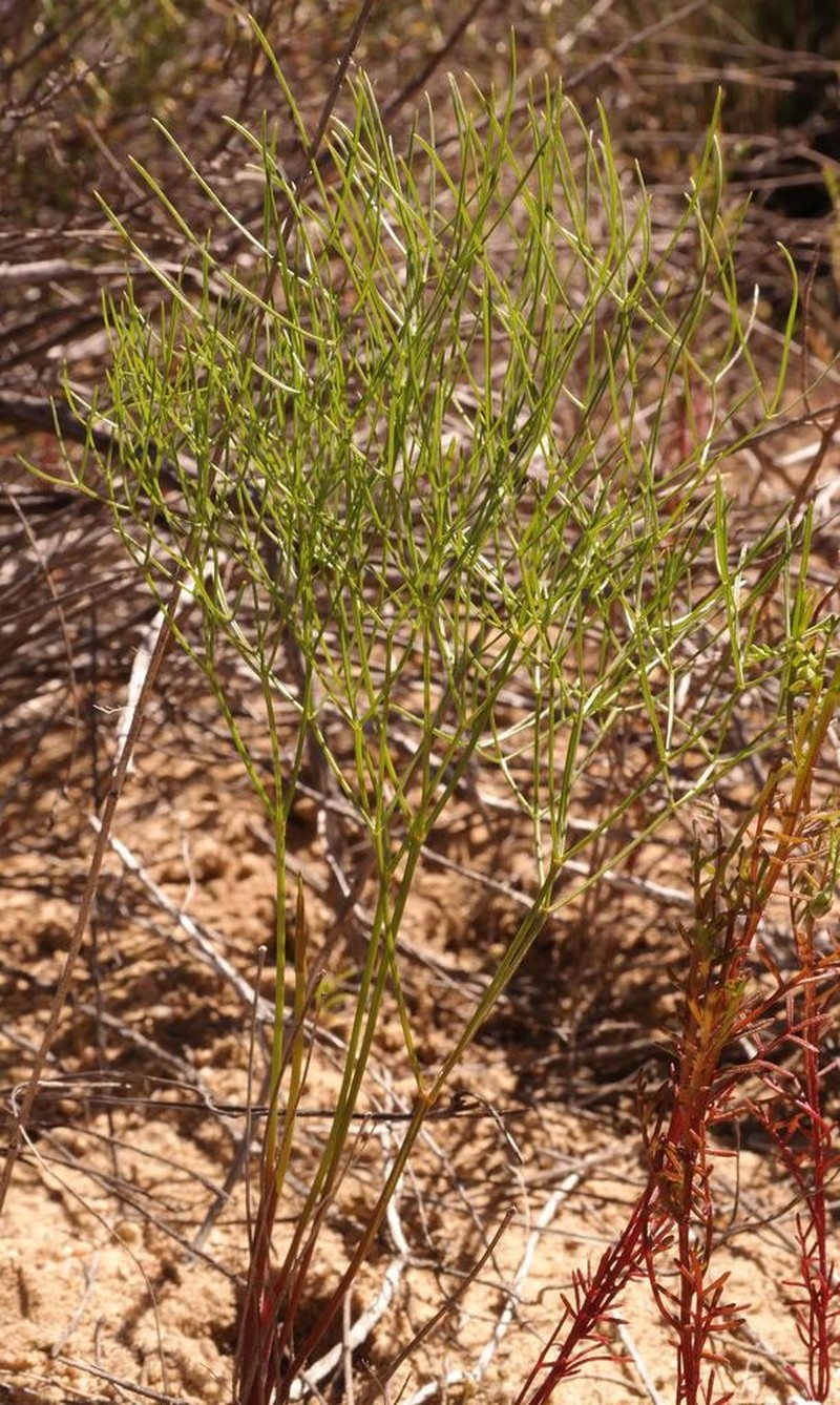 Annesorhiza filicaulis