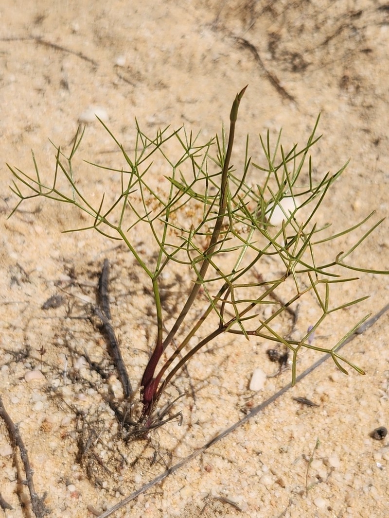 Annesorhiza filicaulis photo 2