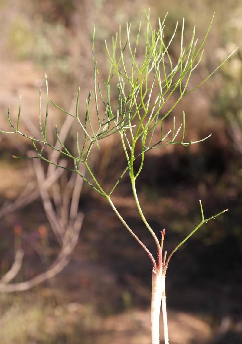 Annesorhiza filicaulis photo 4