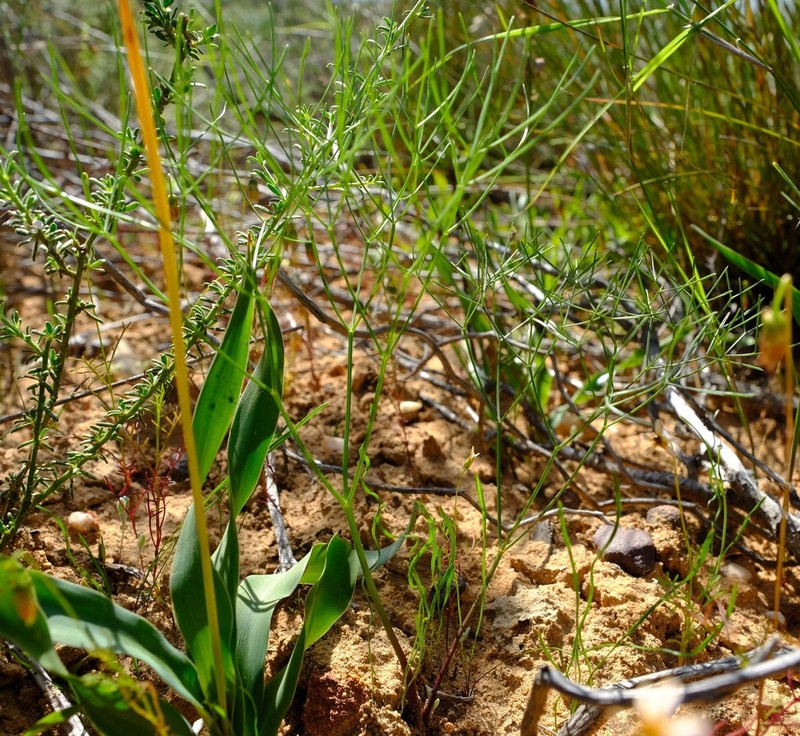 Annesorhiza filicaulis photo 6