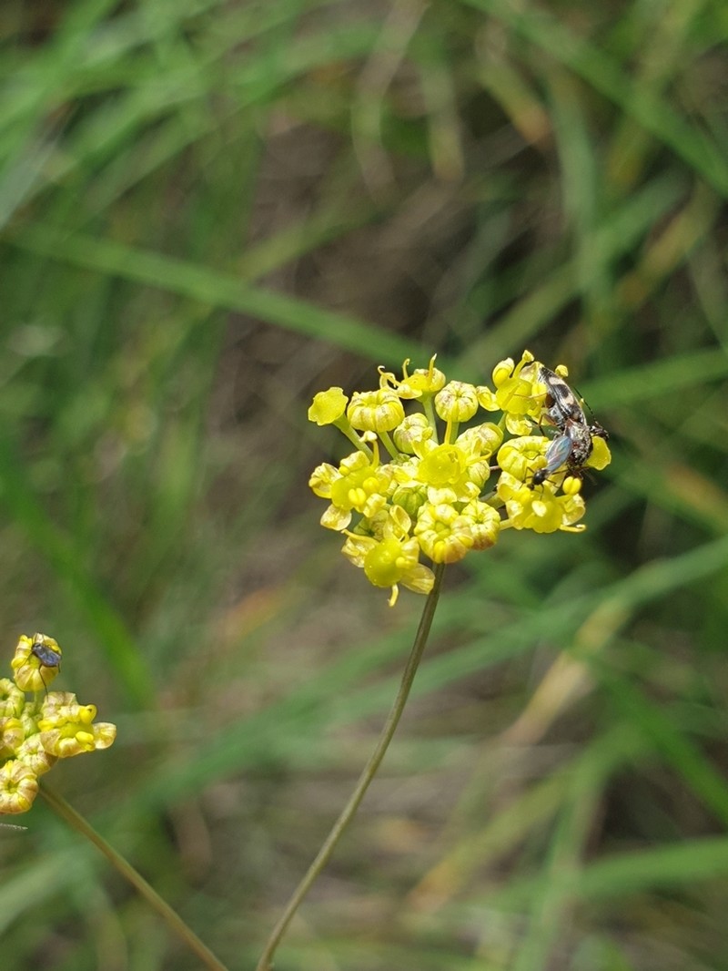 Annesorhiza flagellifolia