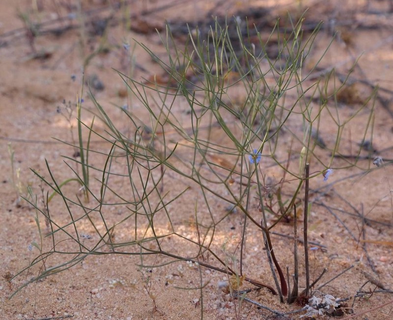 Annesorhiza lateriflora