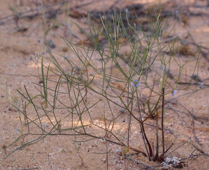 Annesorhiza lateriflora photo 3