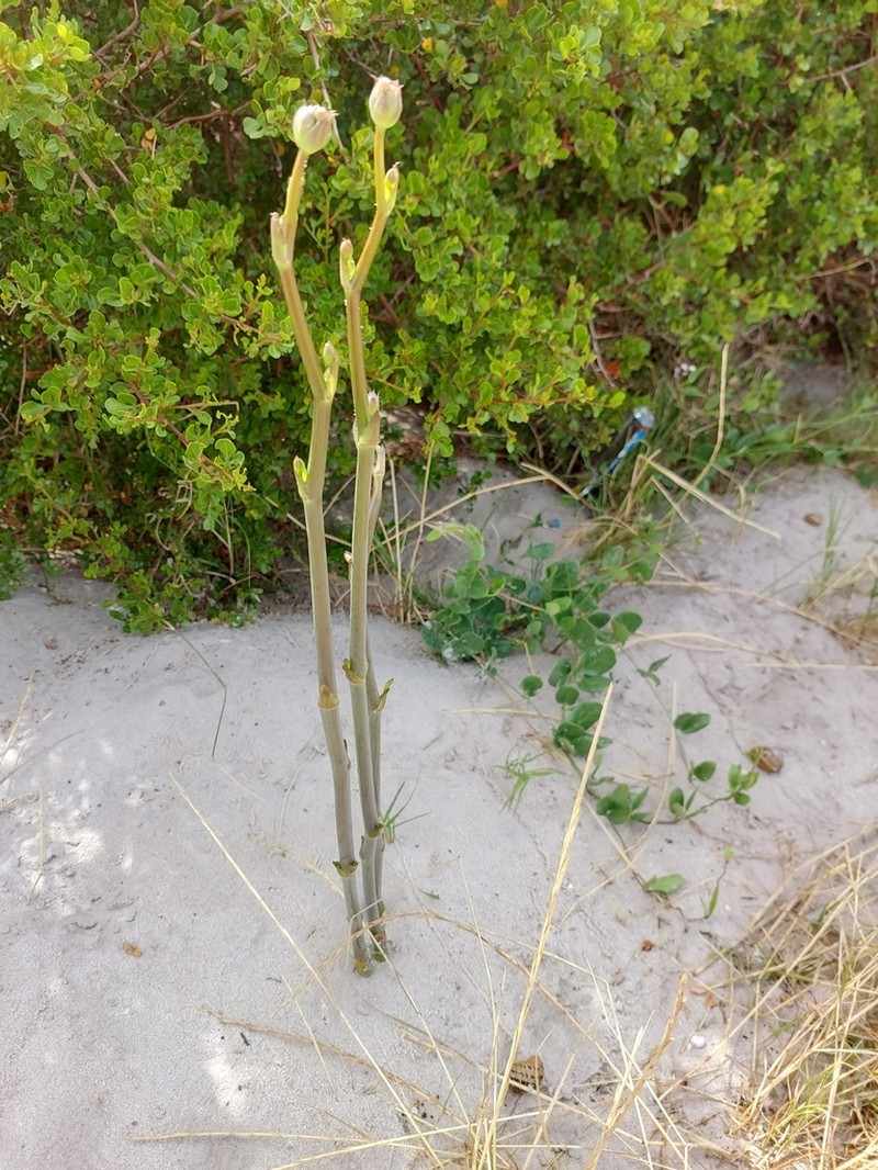 Annesorhiza macrocarpa