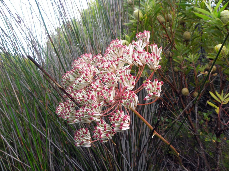 Annesorhiza macrocarpa photo 2