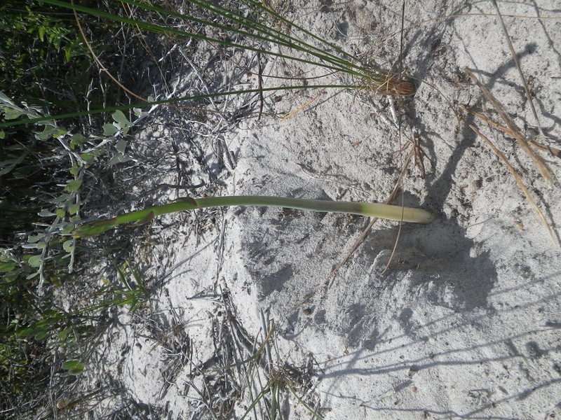 Annesorhiza macrocarpa photo 3