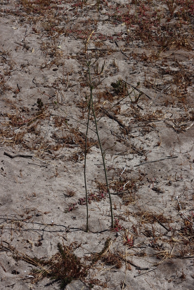 Annesorhiza macrocarpa photo 5