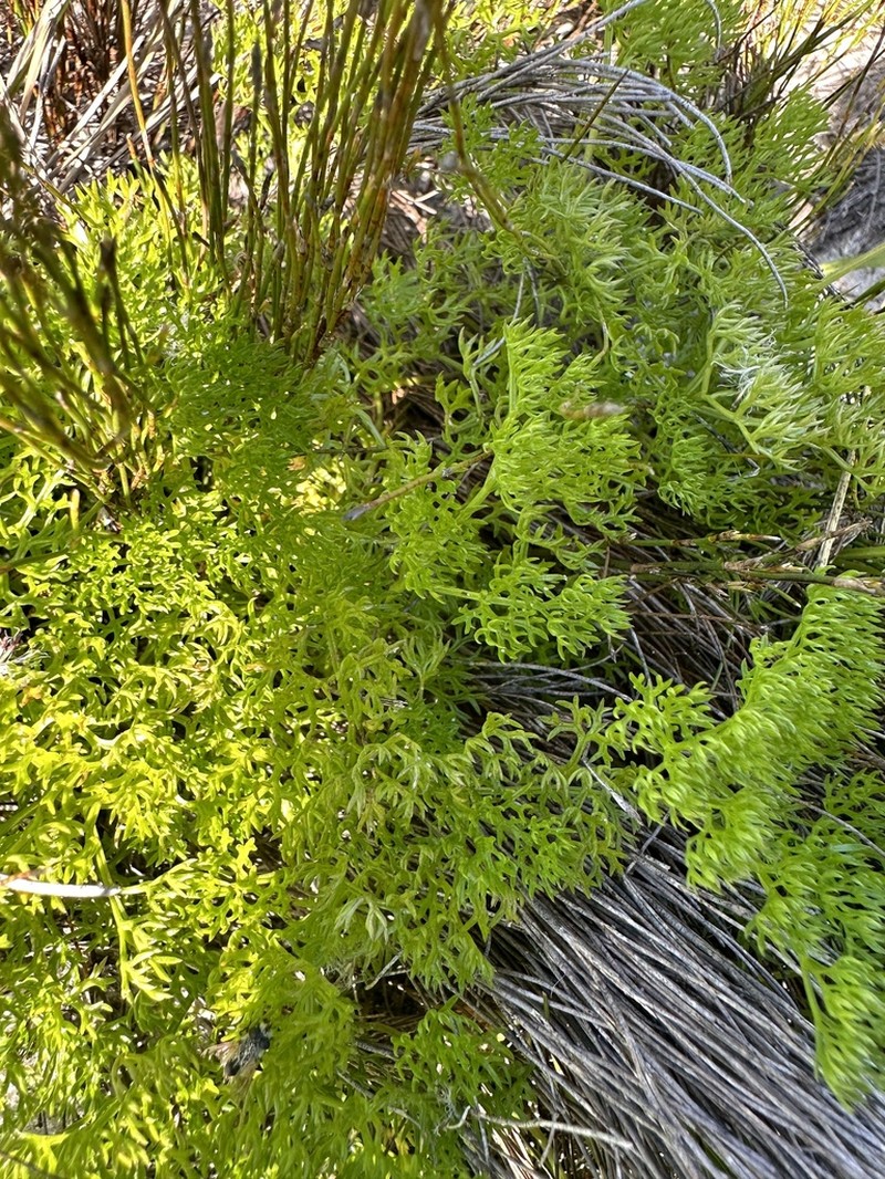 Annesorhiza macrocarpa photo 7