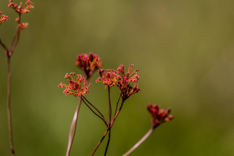 Annesorhiza schlechteri photo 2