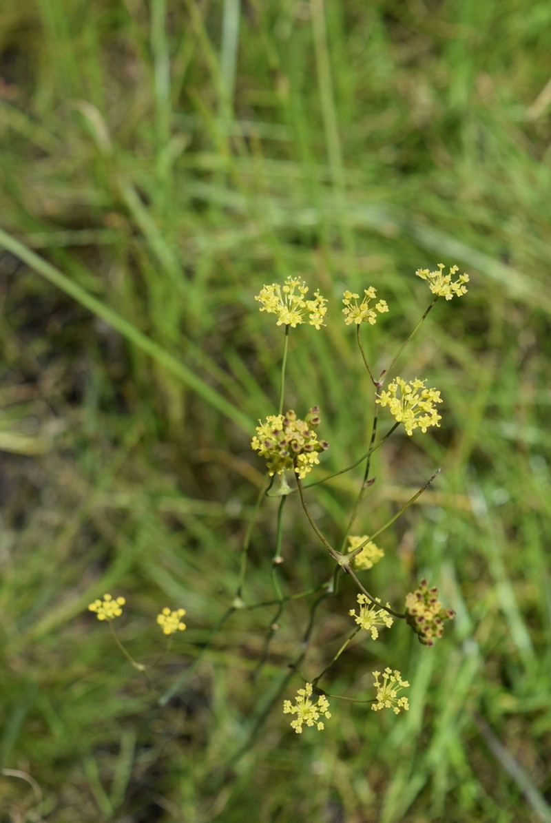 Annesorhiza schlechteri photo 3