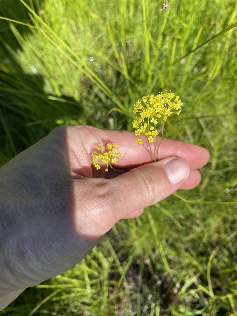 Annesorhiza schlechteri photo 4
