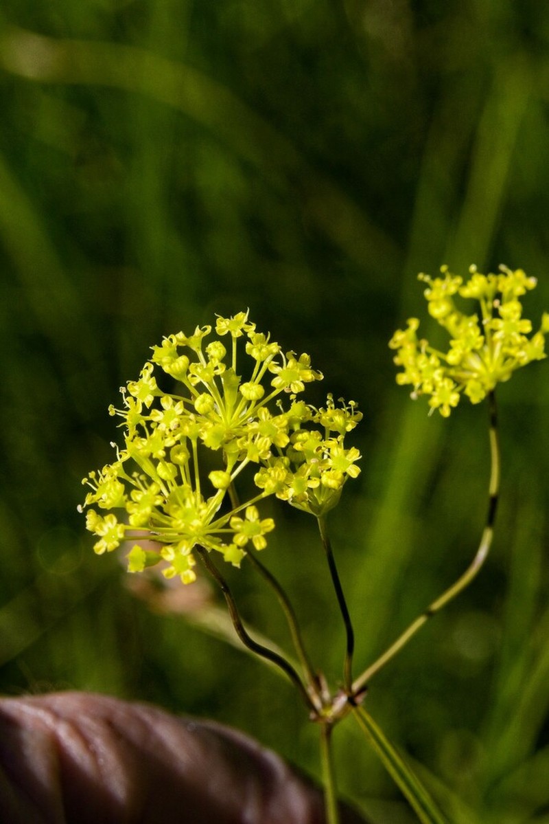 Annesorhiza schlechteri photo 5