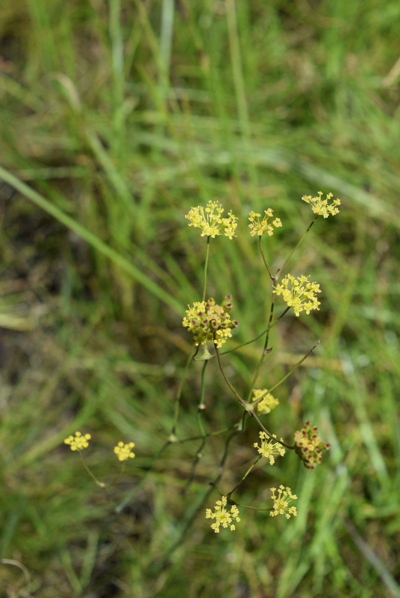 Annesorhiza schlechteri photo 8