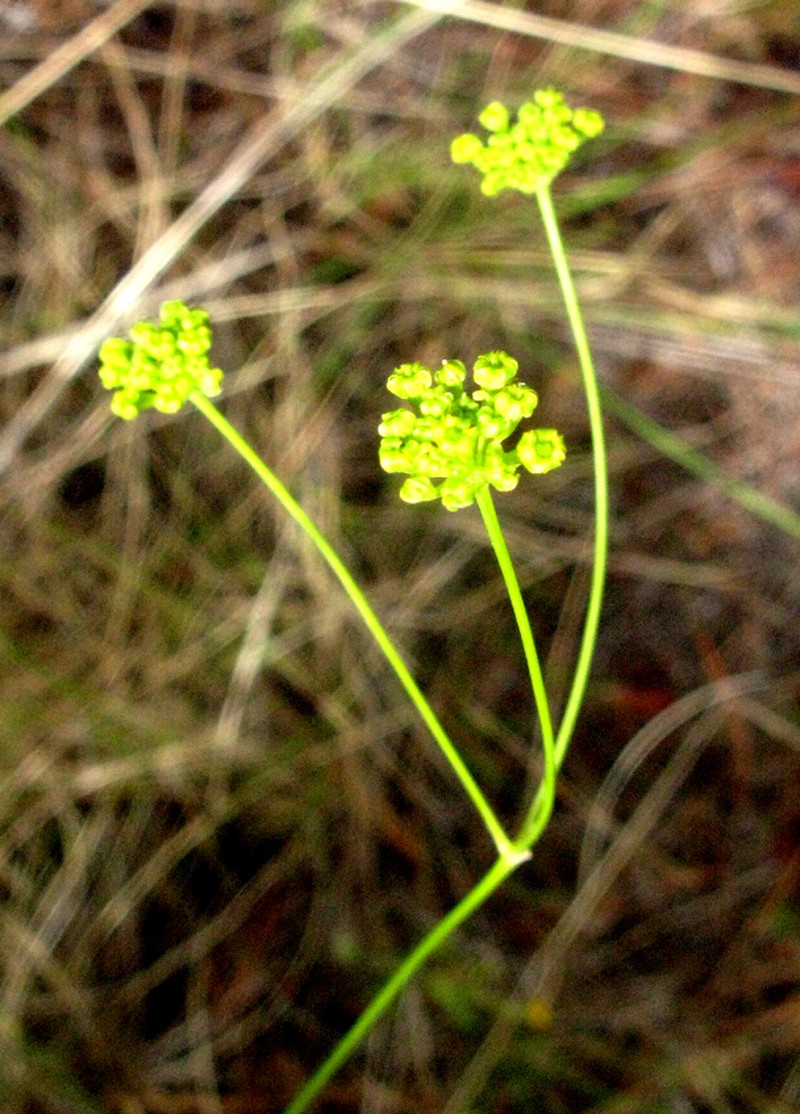 Annesorhiza thunbergii photo 2