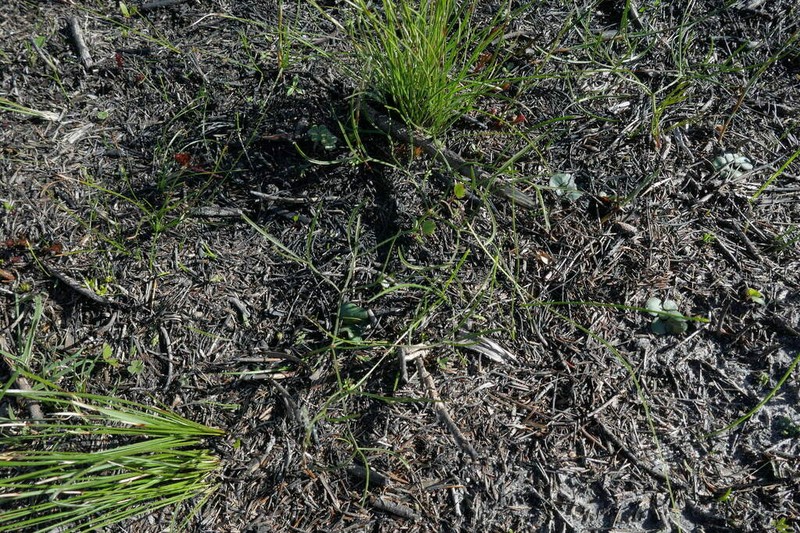 Annesorhiza triternata